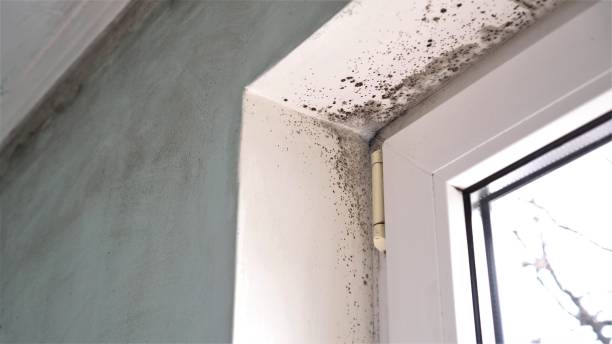 Best Mold Damage Repair  in Huntington Park, CA