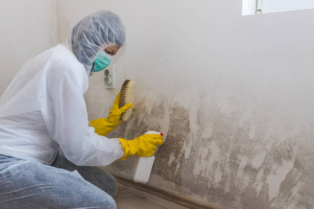 Best Toxic Mold Removal  in Huntington Park, CA