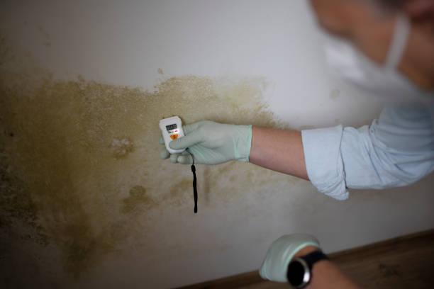 Best Crawl Space Mold Removal  in Huntington Park, CA