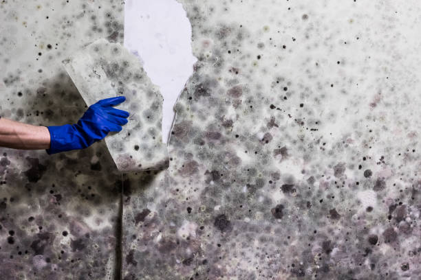 Best Toxic Mold Removal  in Huntington Park, CA
