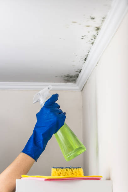 Best Black Mold Removal  in Huntington Park, CA