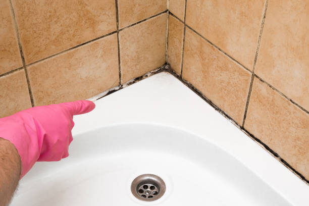Best Fast Mold Removal  in Huntington Park, CA